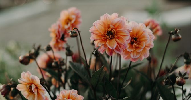 Fibromyalgia Evaluation